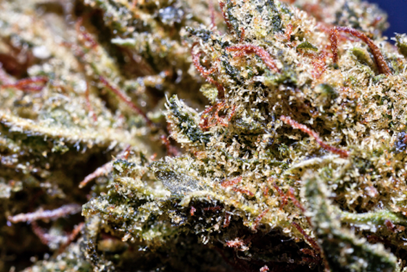 ACDC Marijuana Strain