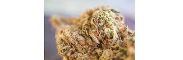 Sour Diesel cannabis strain