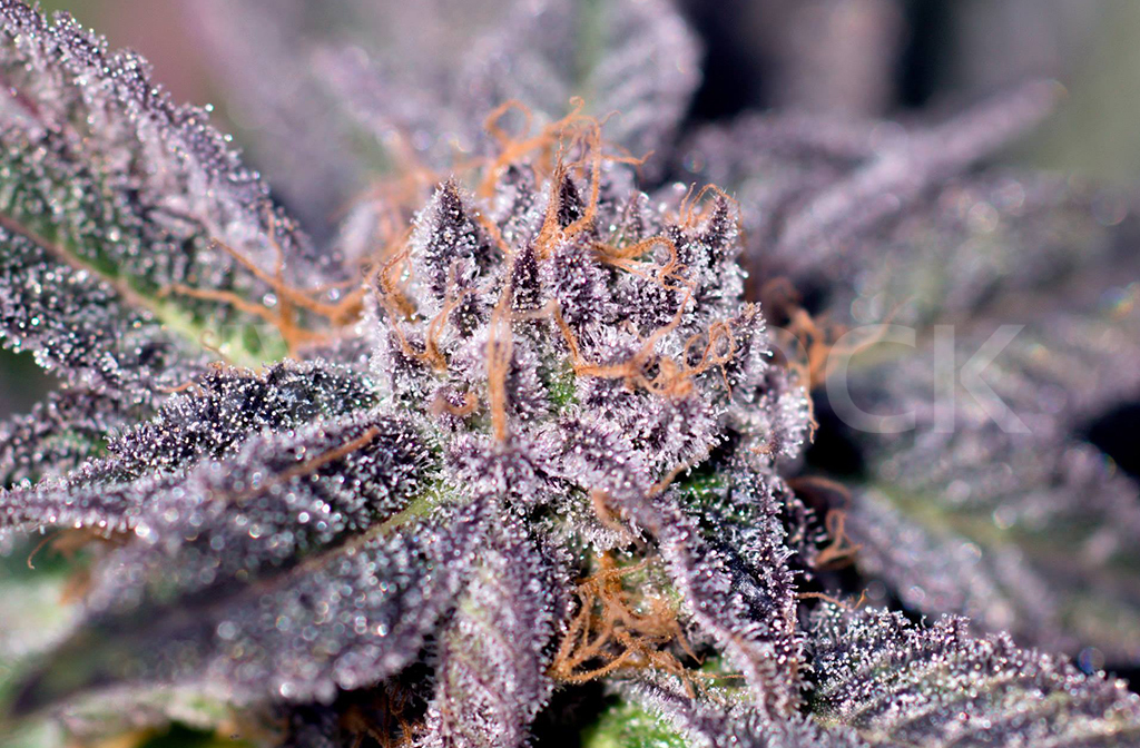 Mendo Purps