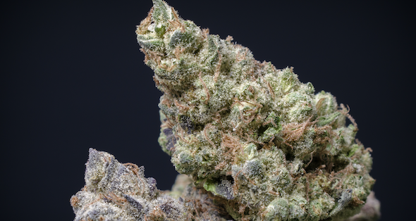 Strawberry Cough cannabis strain