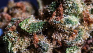 Close-up of a marijuana bud to illustrate how cannabis may help dementia symptoms
