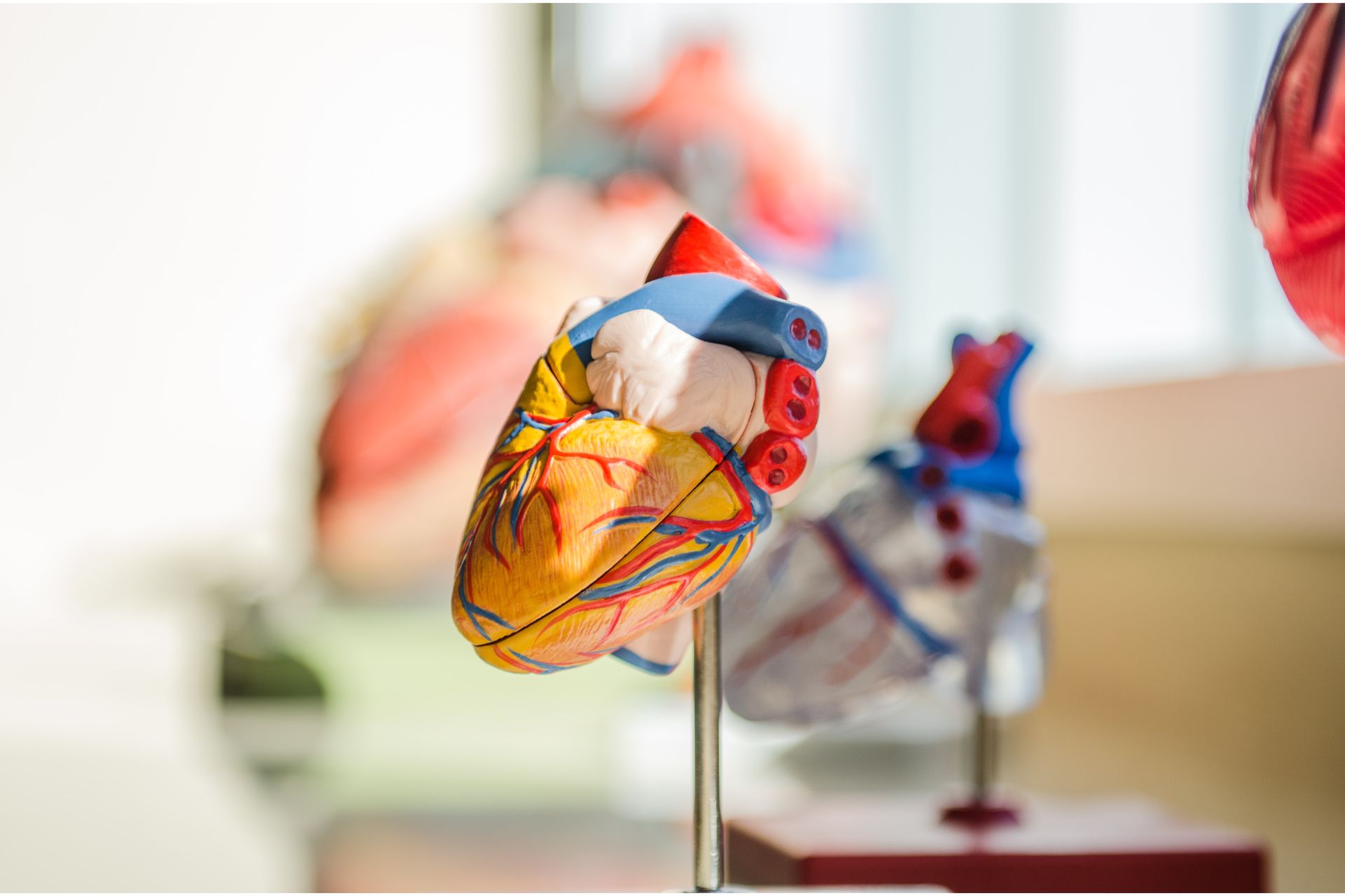 Model heart to illustrate CBD and heart palpitations