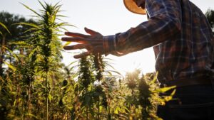 Hemp farmer surveying the fields